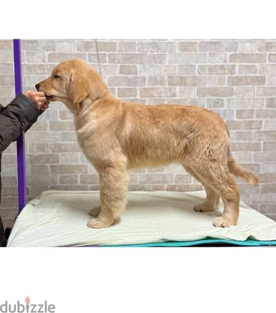 Whatsapp me  +19087684279‬ Male Golden Retriever for sale