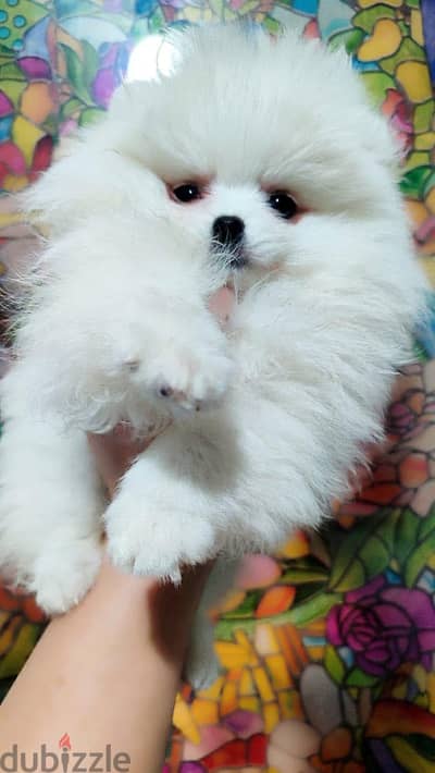 Whatsapp me  +19087684279‬ Tcup Pomeranian for sale