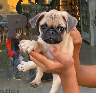 Whatsapp me +14847189164‬ Male Pug puppy for sale