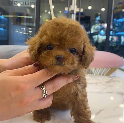 Whatsapp me +14847189164‬ Tcup Poodle  for sale