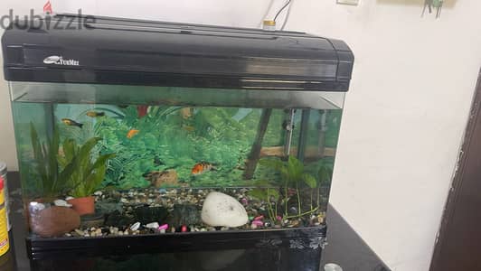 What's app +973 33215013  Fish tank with nice motor and accessories