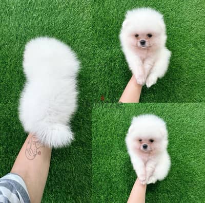 Whatsapp me  +19087684279‬ Tcup Pomeranian for sale