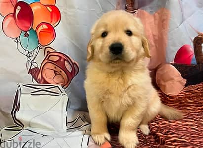 Whatsapp me +14847189164‬ Male Golden Retriever for sale