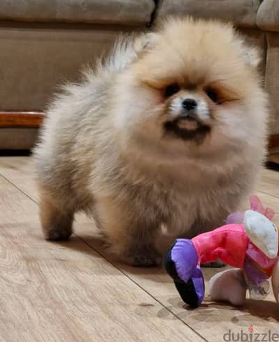 Whatsapp me  +19087684279‬ Tcup  Female Pomeranian for sale