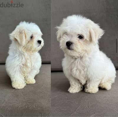 Whatsapp me  +19087684279‬ Tcup  Female Maltese for sale