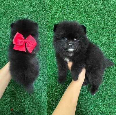 Whatsapp me  +19087684279‬ Tcup  Pomeranian for sale