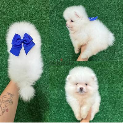 Whatsapp me +14847189164‬ Tcup  Male  Pomeranian for sale