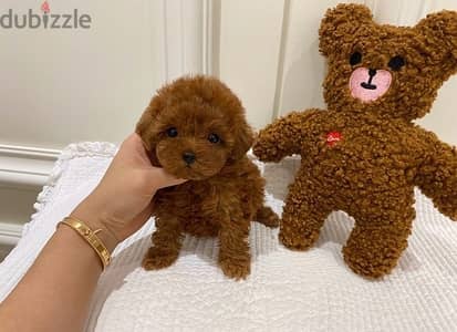 Whatsapp me +14847189164‬ Tcup  Female Poodle for sale