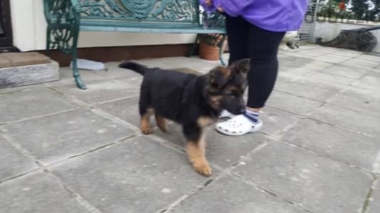 Whatsapp me +19087684279‬ Male   German Shepherd for sale