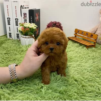 Whatsapp me +14847189164‬ Tcup  Female Poodle puppy for sale