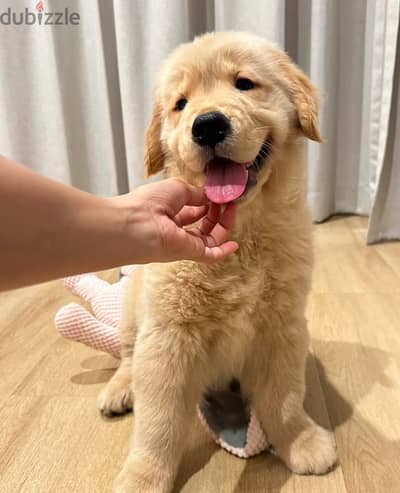 Whatsapp me +14847189164‬ Purebred Male Golden Retriever for sale