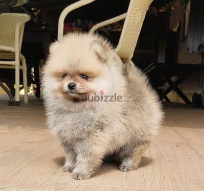 Whatsapp me +14847189164‬ Tcup  Male  Pomeranian for sale