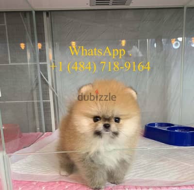 Whatsapp me +14847189164‬ Tcup  Female Pomeranian for sale