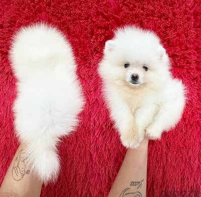 Whatsapp me  +19087684279‬ Tcup  White Pomeranian for sale