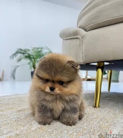 Whatsapp me  +19087684279‬ Tcup  Female Pomeranian for sale