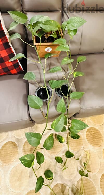 Money plant for sale