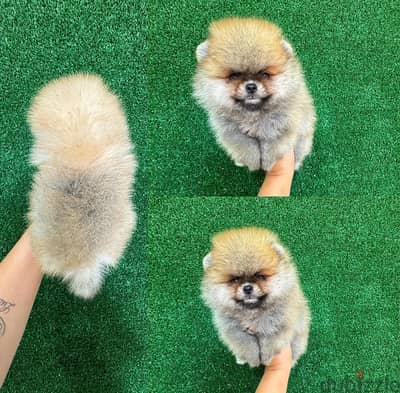 Whatsapp me +14847189164‬ Tcup  Male Pomeranian for sale