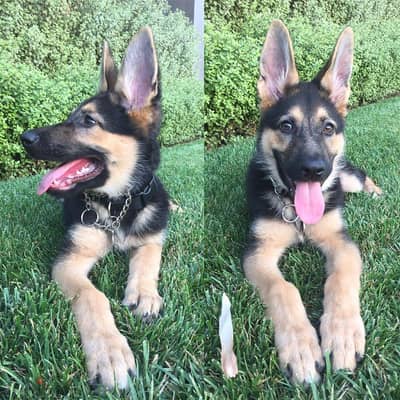 Whatsapp me +14847189164‬ German Shepherd for sale