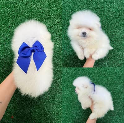 Whatsapp me  +19087684279‬ Tcup Female Pomeranian for sale