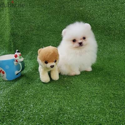 Whatsapp me +14847189164‬ Tcup  Male  Pomeranian for sale