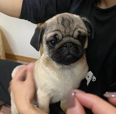 Whatsapp me  +19087684279‬ Male pug puppy  for sale