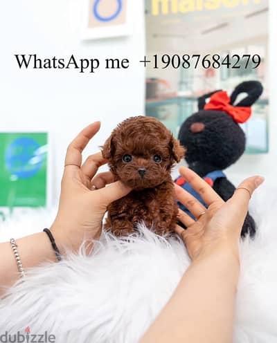 Whatsapp me  +19087684279‬ ‬ Tcup  Female Poodle for sale