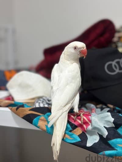 full white parrot on sale