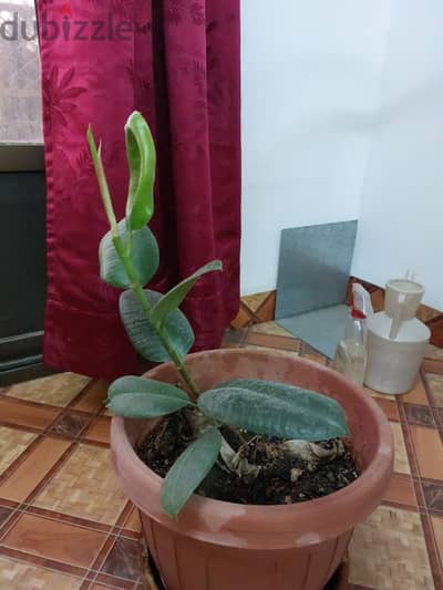 Rubber plant with pot.