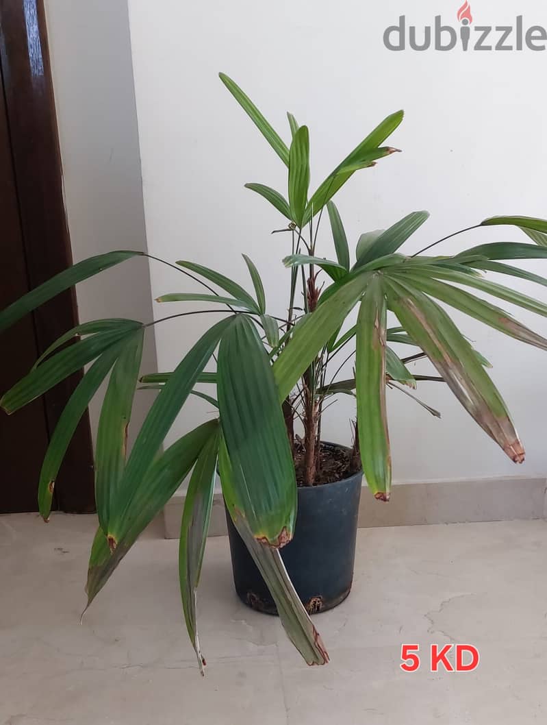 Snake plant, money plant, Aloe Vera, other plants for sale 1