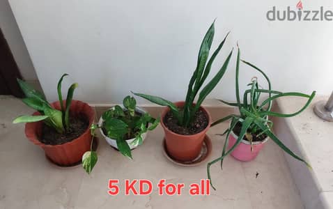 Snake plant, money plant, Aloe Vera, other plants for sale