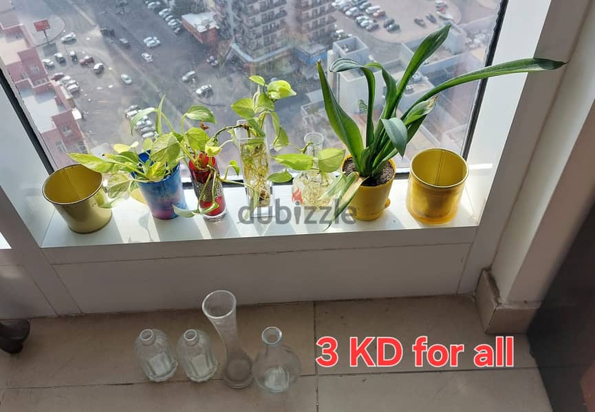 Snake plant, money plant, Aloe Vera, other plants for sale 2