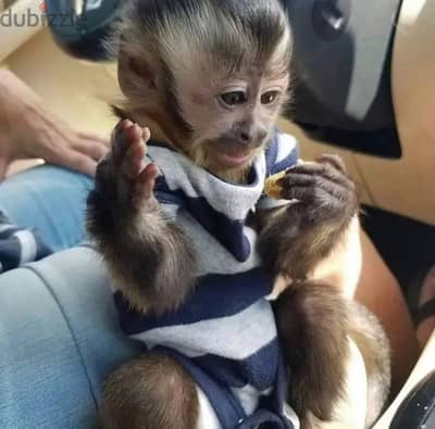 Cute Monkeys for adoption  ,(whatsapp +1447907135354)