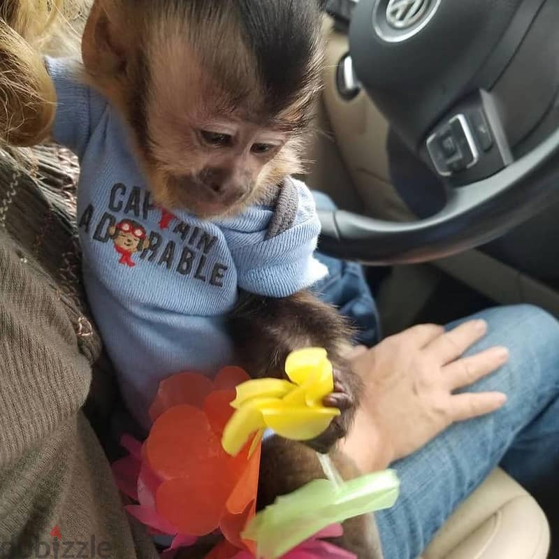 Cute Monkeys for adoption  ,(whatsapp +1447907135354) 2