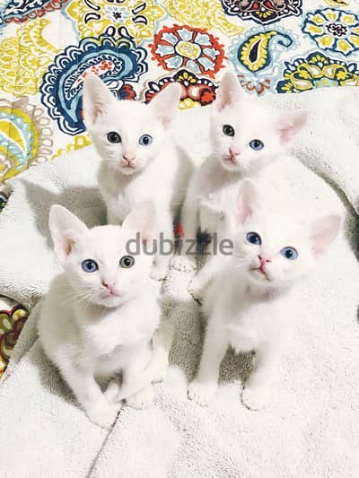 Whatsapp me +96555207281 Khao Manee kittens for sale