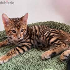 Whatsapp me +96555207281 Toyger kittens for sale