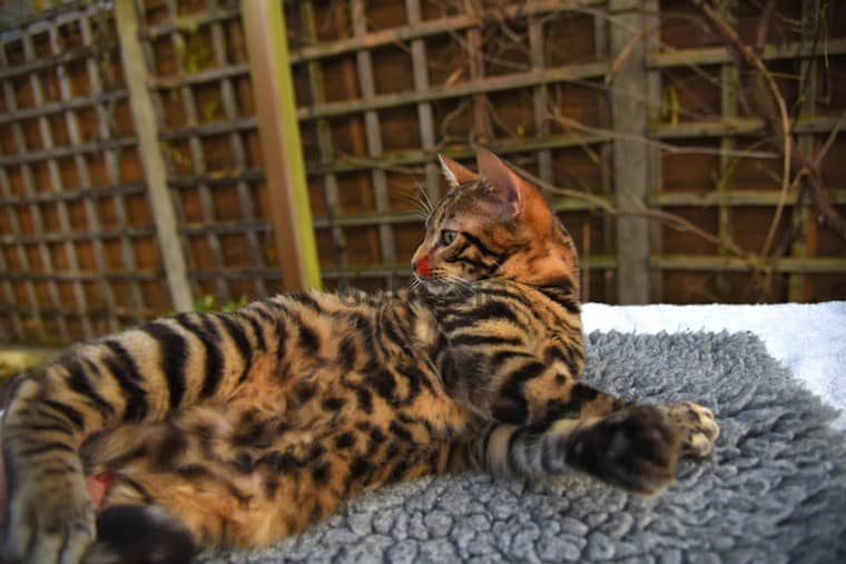 Whatsapp me +96555207281 Toyger kittens for sale 1