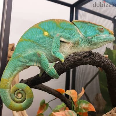 Captive bred, hand raised panther chameleons