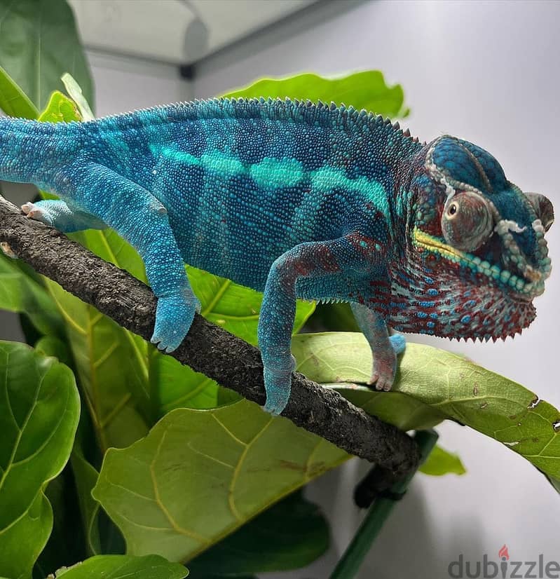 Captive bred, hand raised panther chameleons 1