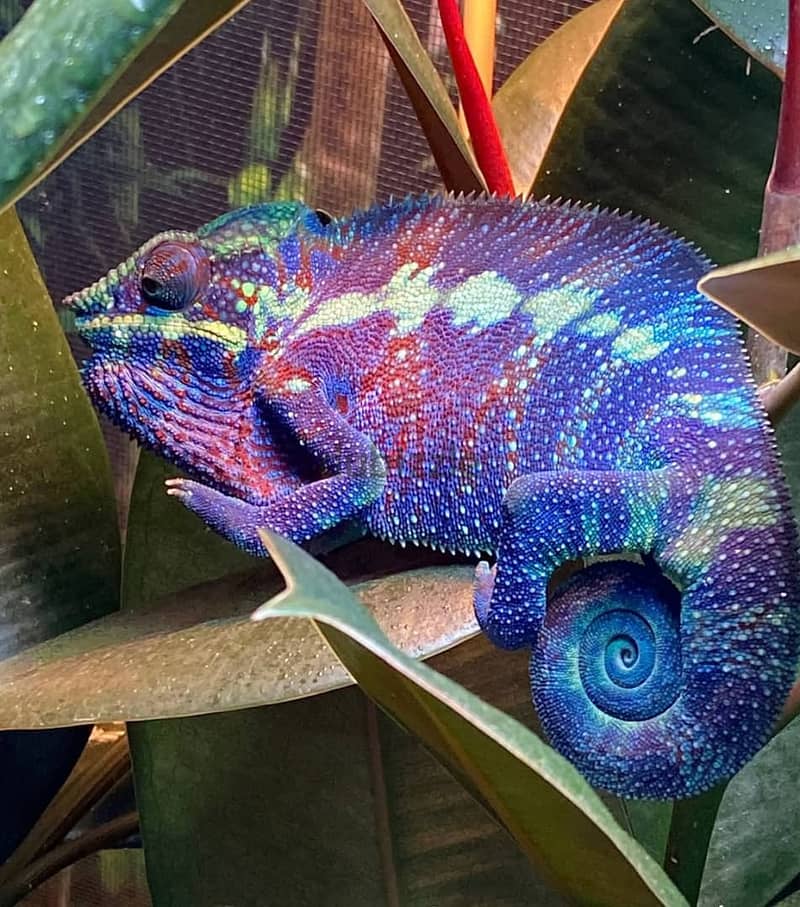 Captive bred, hand raised panther chameleons 2