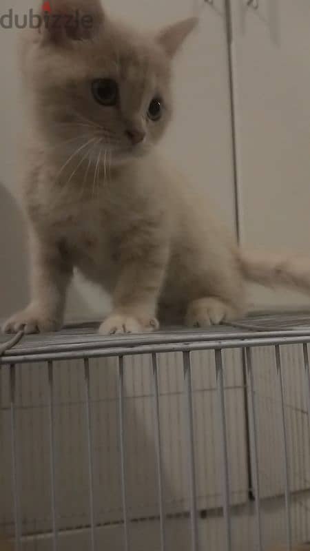 British shorthair kittens 2