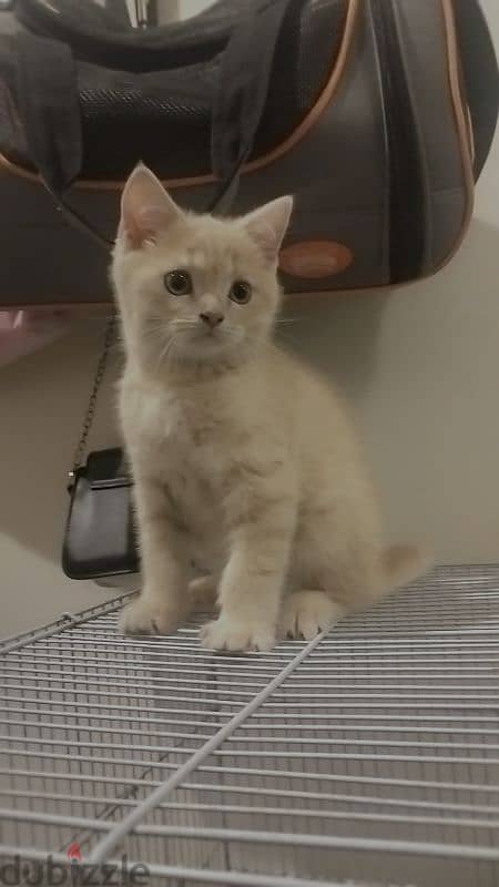 British shorthair kittens 4