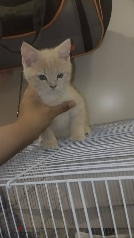 British shorthair kittens 5