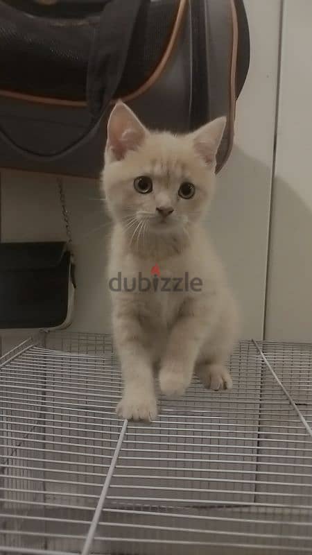 British shorthair kittens 7