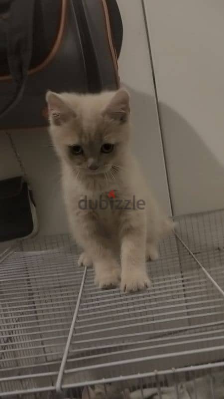 British shorthair kittens 9