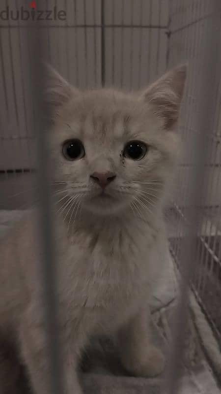 British shorthair kittens 12