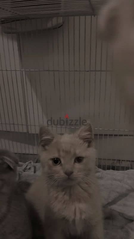 British shorthair kittens 13