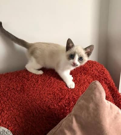 Whatsapp me +96555207281 Snowshoe kittens for sale