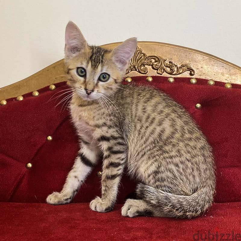 whatsapp me +96555207281 Egyptian Mau kittens for sale 2