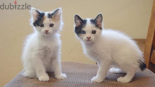 Whatsapp me +96555207281 Japanese bobtail kittens for sale