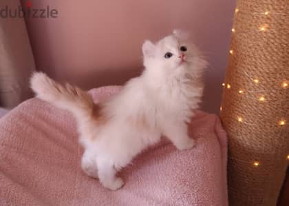 Whatsapp me +96555207281 American curl kittens for sale